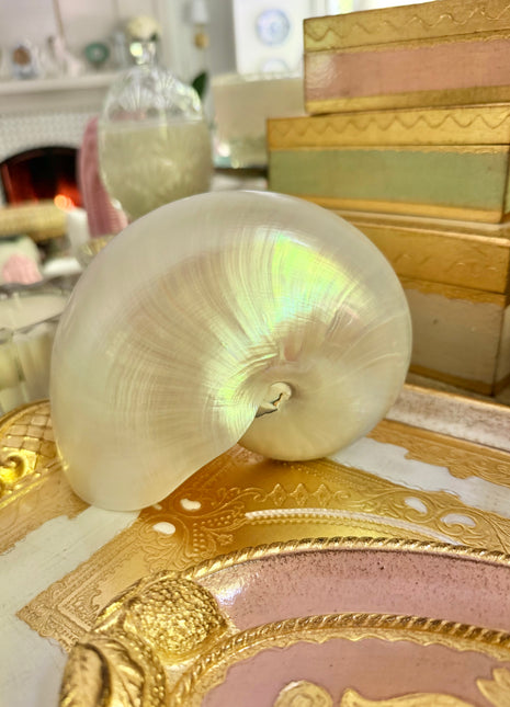 Nautilus Shell