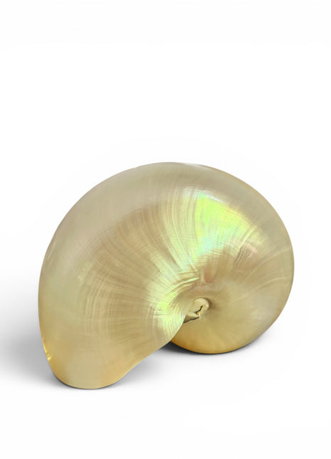Nautilus Shell