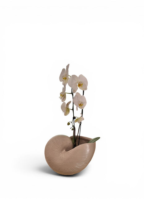 Vintage Nautilus Planter